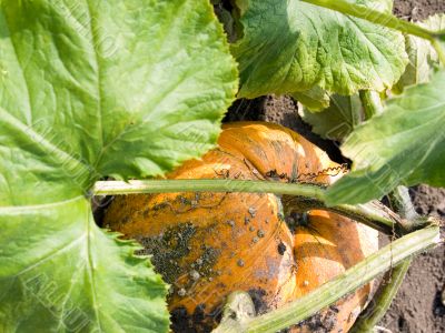 Pumpkin