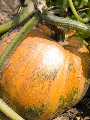 Pumpkin