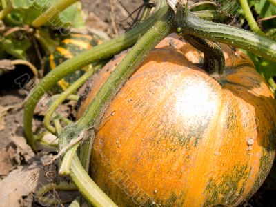 Pumpkin