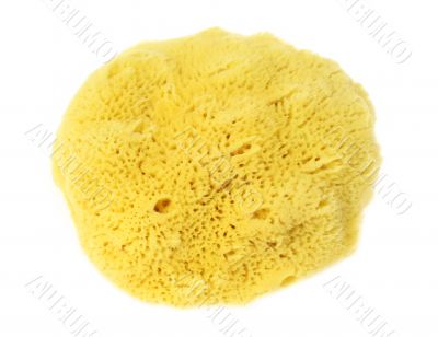 Natural Sponge