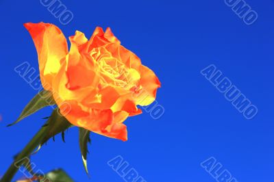 Orange Rose