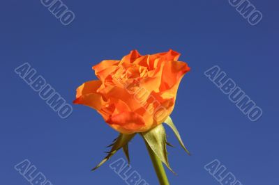 Orange Rose