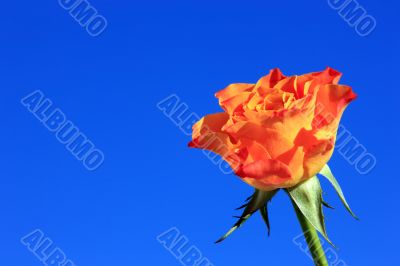 Orange Rose