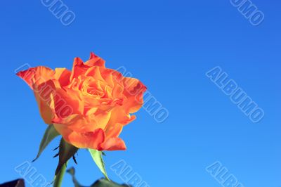 Orange Rose