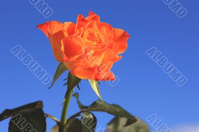 Orange Rose