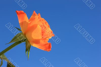 Orange Rose