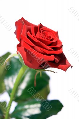 Red Rose