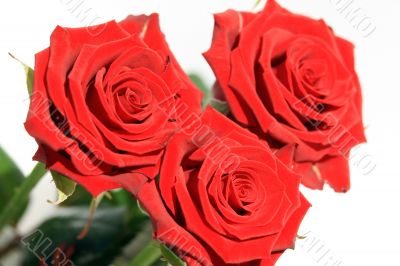 Red Roses