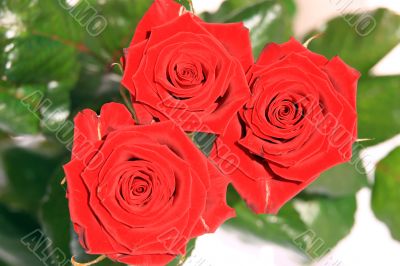 Red Roses