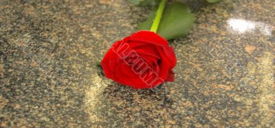 red rose