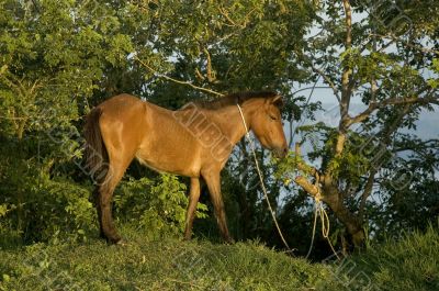 Poor Horse