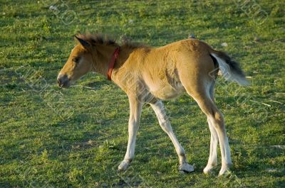 Foal