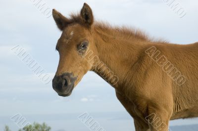 Foal