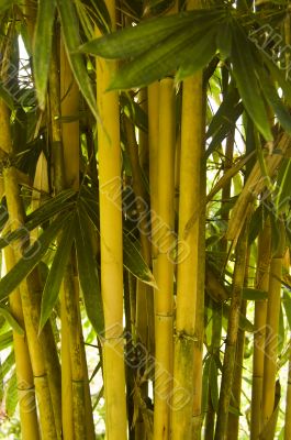 Bamboo