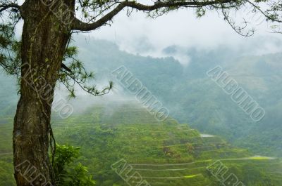Banaue Rice Terraces