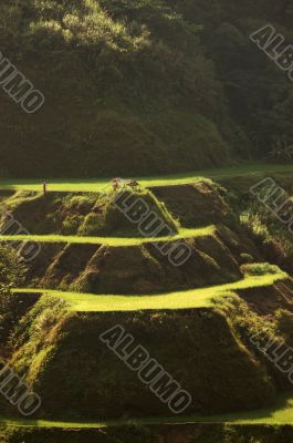 Banaue Rice Terraces