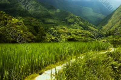 Hapao Rice Terraces, Philippines