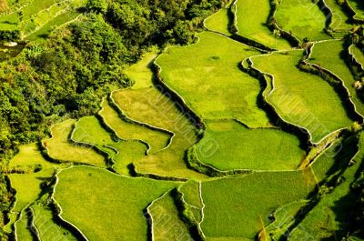 Rice Terraces