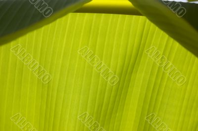 Banana Leaf