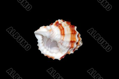 Sea Shell