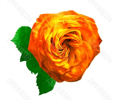 Nice my.