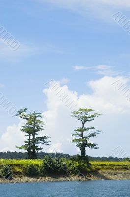 Trees