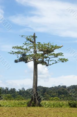 Tree