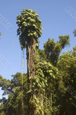 Big Tree