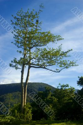 Tree