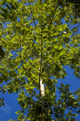 Big Tree