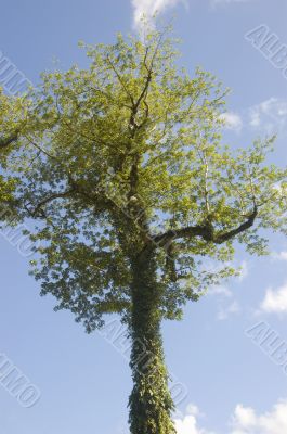 Big Tree