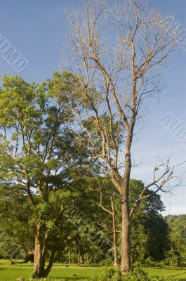 Trees