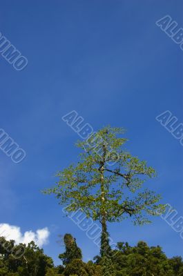 Big Tree