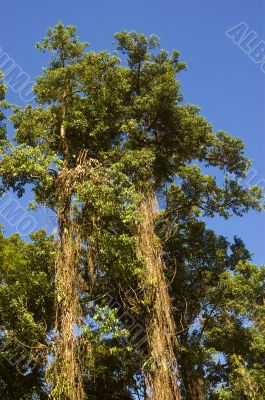 Big Tree