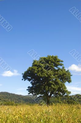 Big Tree