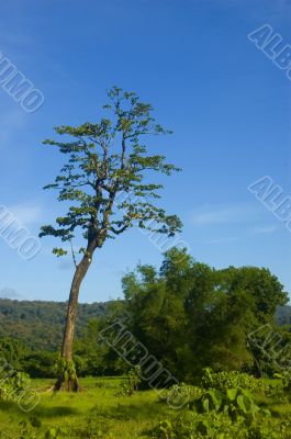Tree