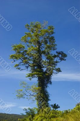 Big Tree