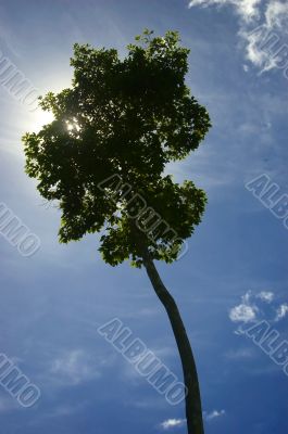 Big Tree