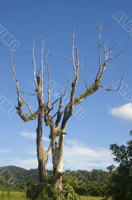 Big Tree