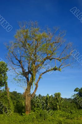Tree