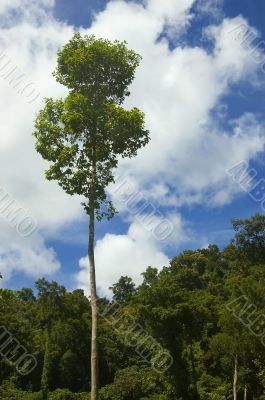 Big Tree