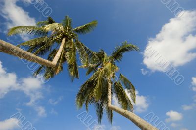 Beach Resort