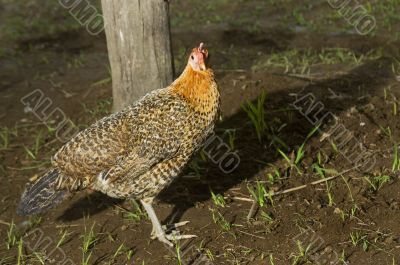 Chicken