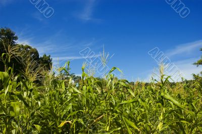 Corn Plantation