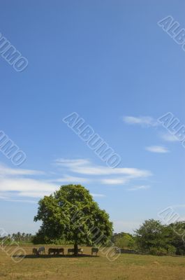 Cows in shade
