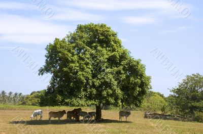 Cows in shade