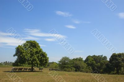 Cows in the shade