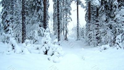 Winter view, Sweden
