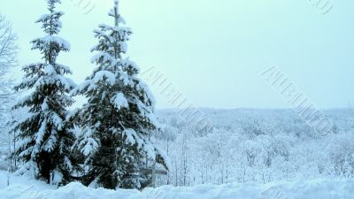 Winter landscape wiith fir-trees