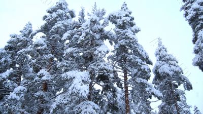 Snow-covered trees